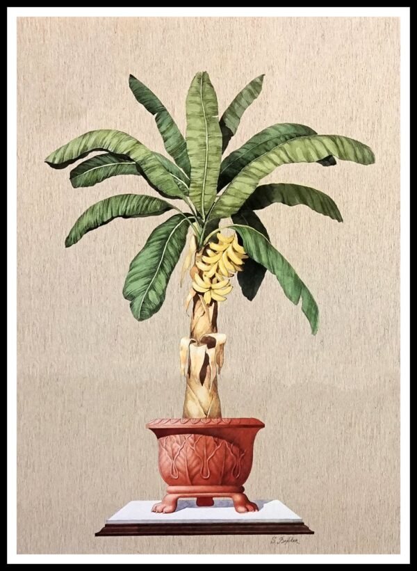 ICS B733 Banana Tree